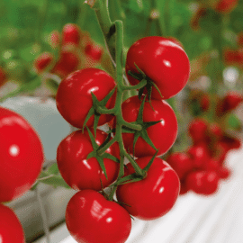 Revolution F1 Hybrid