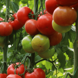 Tommy Land F1 Hybrid