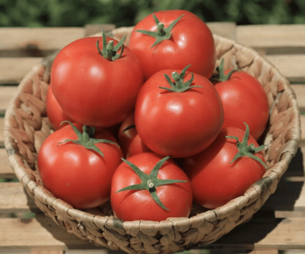 Oturak Tane Domates Tohumu